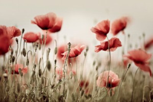 Fototapete Andere Mohn, Blume, Feld, Natur, red