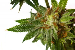 Fototapete Alternative, Hintergrund, schön, bud, Cannabis