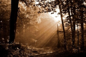 Fototapete Andere braun, Wald, Herbst, Baum, ray