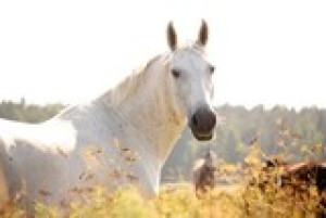 Fototapete Andere Schönheit, Natur, Bauernhof, Sommer, Pferdesport