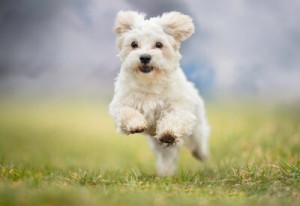 Fototapete Hund, pet, Tier, weiß, Welpen