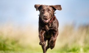 Fototapete Andere Hund, pet, Tier, weiß, Welpen