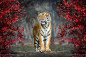 Fototapete Andere tiger, Tier, cat, Tierwelt, wilde