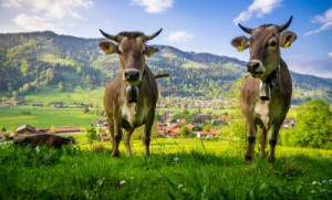 Fototapete Andere Deutsch, bavaria, montieren, Kuh, Landschaft