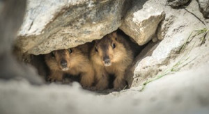 Fototapete braun, schmutzig, Natur, Tierwelt, niedlich