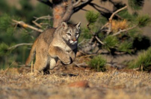 Fototapete Andere Erwachsenen, Amerika, Tier, big cat, Fleischfresser