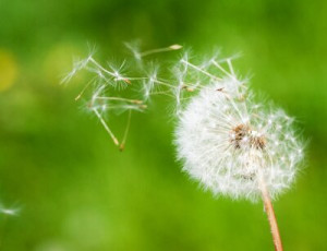 Fototapete Andere Natur, Sommer, Wind, grün, frisch