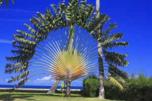 Fototapete Andere flora, Madagaskar, Palme