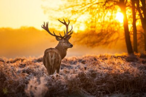 Fototapete Tier, Geweih, cervid, Abendsonne, Wald