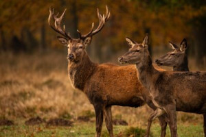 Fototapete Andere cervid, Tier, Hirsch, Tierwelt, Natur