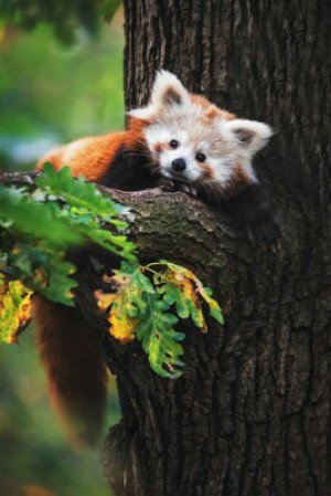Fototapete Andere Panda, red, Tier, roter Panda, Säugetier