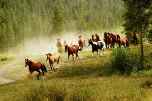 Fototapete Andere Natur, Pferd, Tier, Tierwelt, wilde
