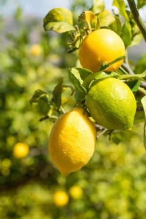 Fototapete Andere Landwirtschaft, Bauernhof, Obst, reif, Feld