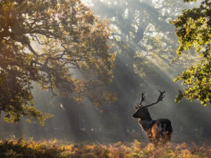 Fototapete Andere Fauna, Reh, Hirsch, Tier, britisch