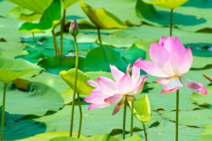 Fototapete Andere Schönheit, rosa, Hintergrund, Natur, flora
