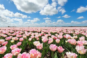 Fototapete Andere Schönheit, rosa, ansehen, Natur, Landwirtschaft