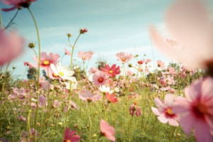 Fototapete Felder Schönheit, rosa, Hintergrund, retro, vintage