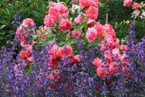 Fototapete Andere red, rosa, Sommer, lila, blau