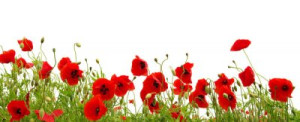 Fototapete Andere red, Schönheit, schließen, Hintergrund, Design