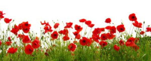 Fototapete Andere red, Schönheit, schließen, Hintergrund, Design