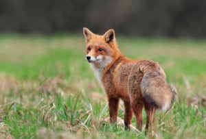 Fototapete red, Natur, Fauna, im Freien, Tier