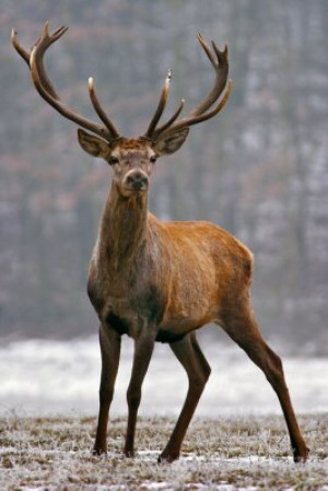 Fototapete Andere red, Natur, Tier, Tierwelt, big