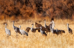 Fototapete Kranich, Migration, Vogel, Kran, fliegen