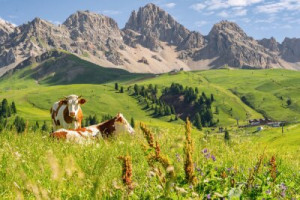 Fototapete Andere Alpen, Dolomit, italien, Tier, Rinder