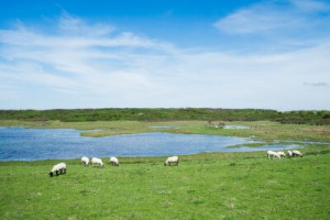 Fototapete Schaf, Gras, Landschaft, Feld, Natur