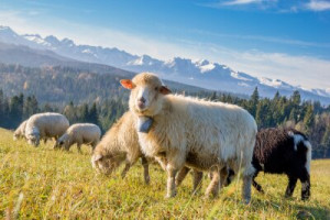 Fototapete Andere ansehen, Hintergrund, Natur, Landwirtschaft, Bauernh