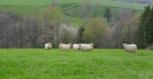 Fototapete Andere ansehen, Hintergrund, Natur, Landwirtschaft, Bauernh