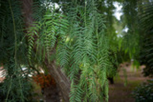 Fototapete Andere Baum, Anlage, Zweig, grün, Blatt