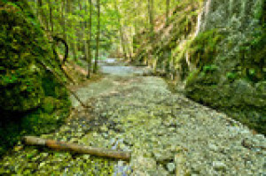 Fototapete Andere Holz, Natur, im Freien, Tierwelt, Wasser