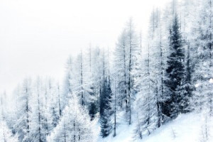 Fototapete Andere Holz, Hintergrund, decken, Natur, im Freien
