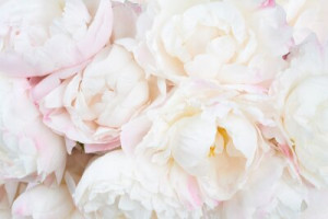 Fototapete Pfingstrosen Schönheit, schließen, rosa, Hintergrund, flora