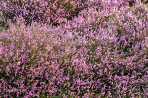 Fototapete Andere Schönheit, Hintergrund, Natur, im Freien, Sommer