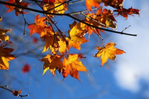Fototapete Holz, Natur, Wasser, Wald, Blatt