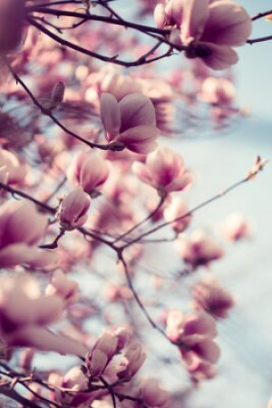 Fototapete Magnolie Schönheit, rosa, Hintergrund, Natur, im Freien