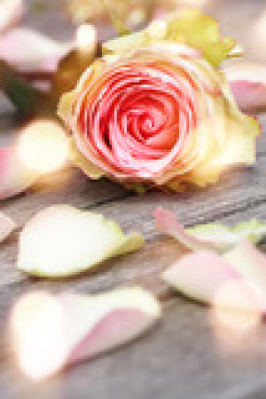 Fototapete stieg, Blume, ziemlich, Still-Leben, Muttertag