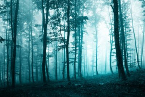 Fototapete Andere Hintergrund, Natur, im Freien, Wald, Pfad
