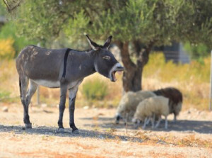 Fototapete Tier, Pferd, Säugetier, Esel, Natur