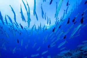 Fototapete Andere Fisch, Unterwasser, Meer, Wasser, Tauchen