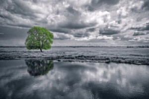 Fototapete Andere schwarz, Holz, Natur, flora, im Freien