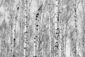 Fototapete Birke schwarz, Schönheit, Holz, Textur, Hintergrund