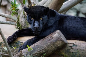 Fototapete schwarzer Panther, Tier, Säugetier, schwarz, zoo