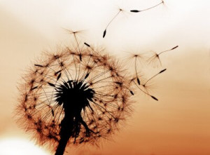 Fototapete Pusteblumen Design, Natur, Sommer, heiter, Wind