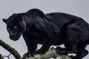 Fototapete Andere schwarz, Tier, cat, Katzen, Jaguar