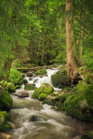 Fototapete Andere Wasser, Wald, Bach, Glühbirne, Schaufenster
