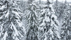 Fototapete Andere Schwarzwald, Schnee, Winter, Wald, Baum