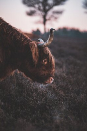 Fototapete Andere Kuh, Tier, Rinder, Stier, Bauernhof